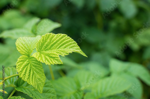 Green leaf raspberry
