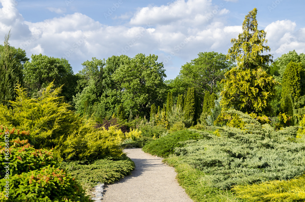 Path in the park in summer