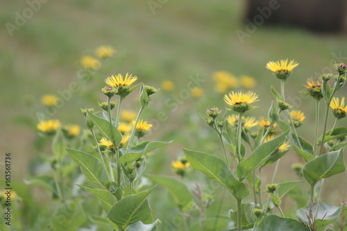 Yellow flowers of medicinal plant Elecampane (Inula helenium) or horse-heal in bloom.  