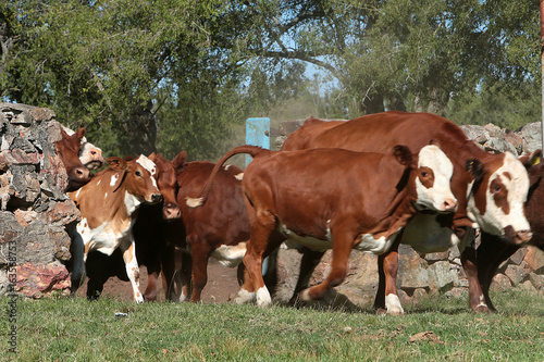 Fazenda de gado no Rio Grande do Sul © Cesar Machado