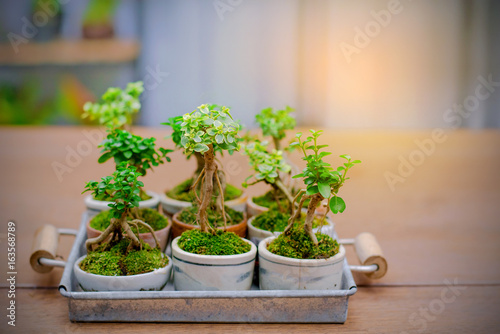 small tree on wooden floor, Small bonsai tree in the Earthenware.