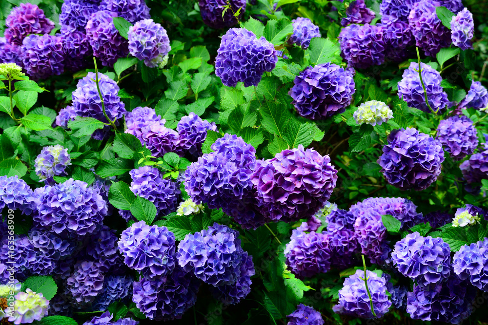 招福の水の紫陽花