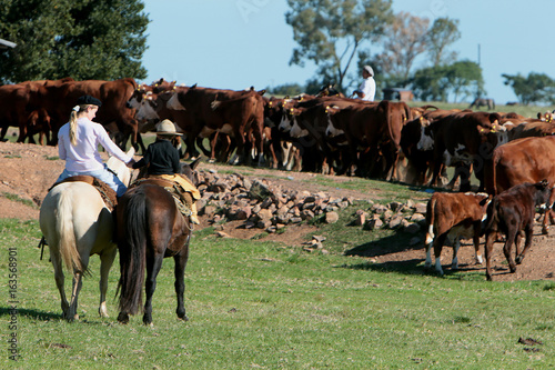 Fazenda de gado no Rio Grande do Sul photo