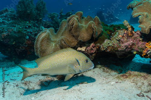 Süsslippe mit Putzerfisch im Korallenriff
