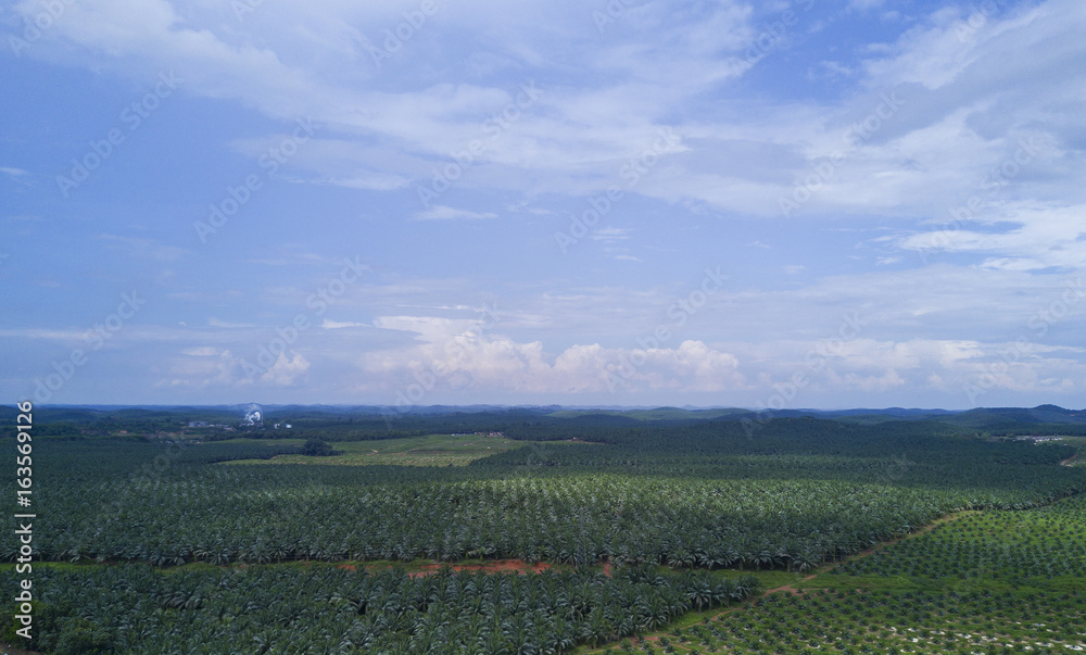 Arial view of oil palm plantation on east Asia