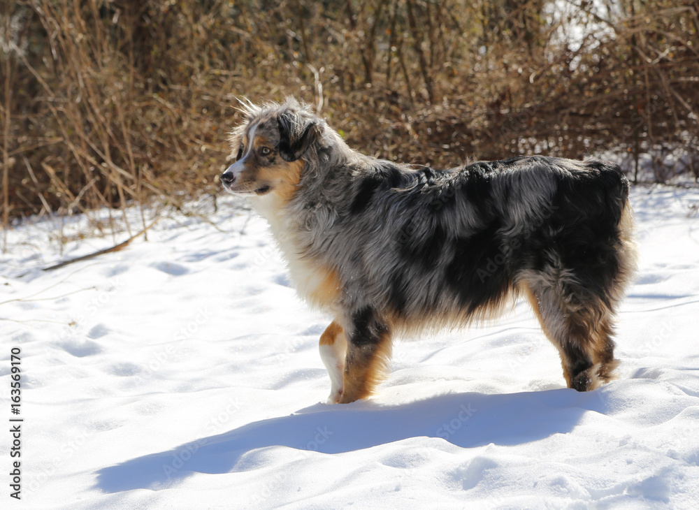 Australian Shepherd Australian Shepherd