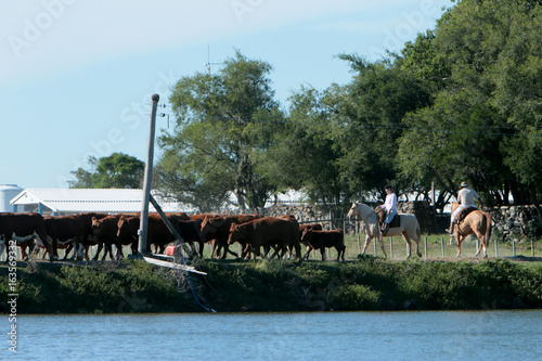 Fazenda de gado no Rio Grande do Sul photo