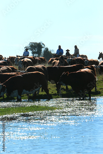 Fazenda de gado no Rio Grande do Sul