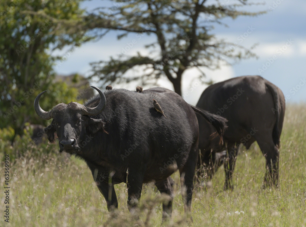 African Buffalo with several ox pecker birds on his back, standing in green grass with trees in background. Masai Mara, Kenya, Africa