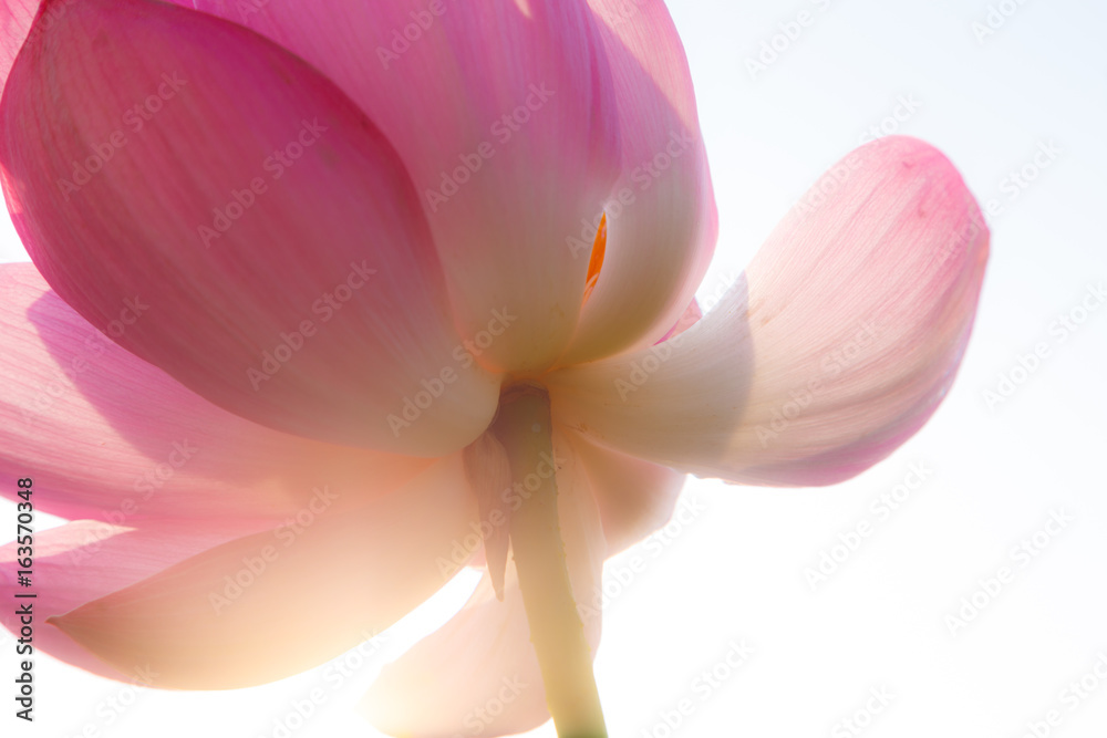 Fototapeta premium 古代蓮の花