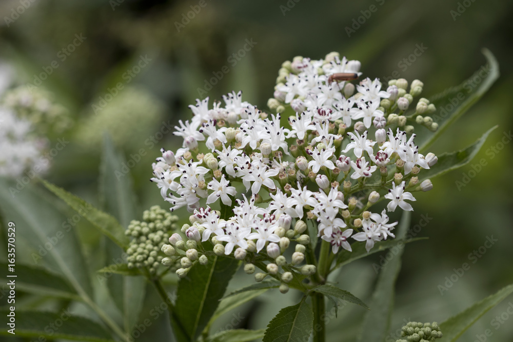 Closeup image of cluster of small white flowers with purple tips from a viburnum shrub. Closeup image of cluster of small white flowers with purple tips from a viburnum shrub.