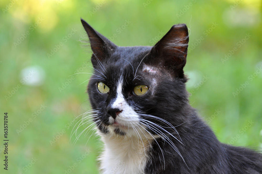 Portrait of black and white cat, black Siberian cat. Black Siberian cat in the grass