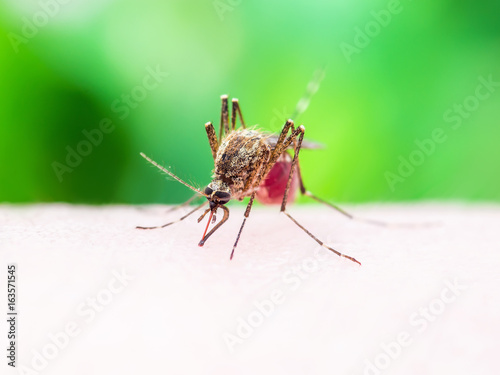Malaria or Zika Virus Infected Mosquito Insect Bite Isolated on White