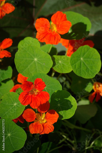 Capucine orange en   t   au jardin