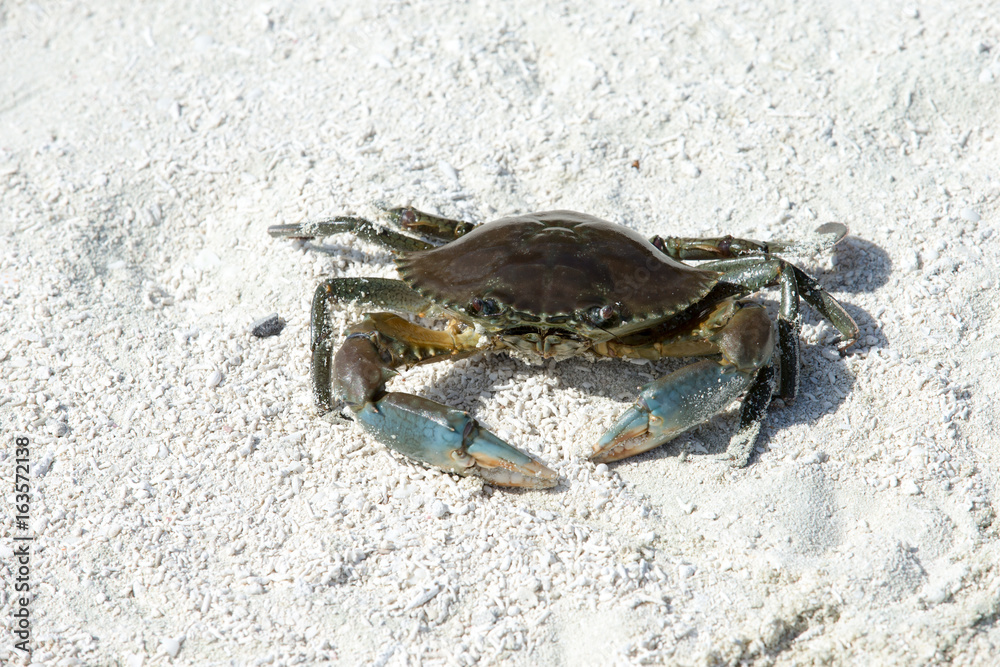 crab on beach