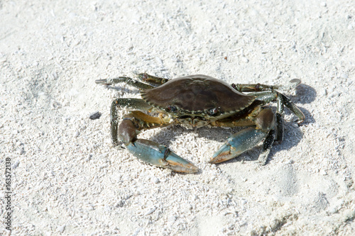 crab on beach