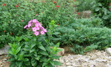 phlox rose,plante d'été au jardin,en massif