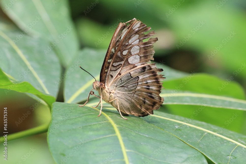 Fototapeta premium Schmetterling 002