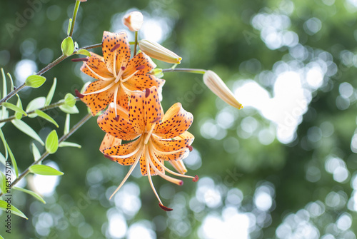 Tiger Lily
