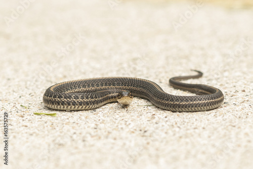 Garden Snake