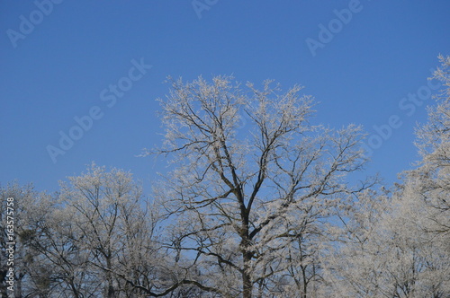Zaśnieżone drzewa na tle błękitnego nieba