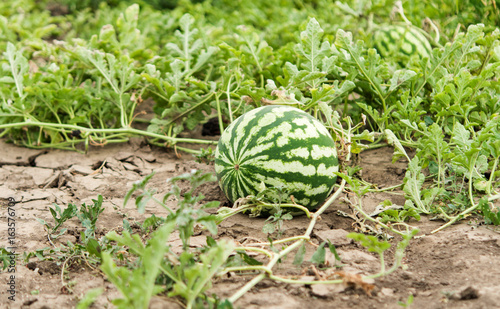 Watermelon growing in the garden