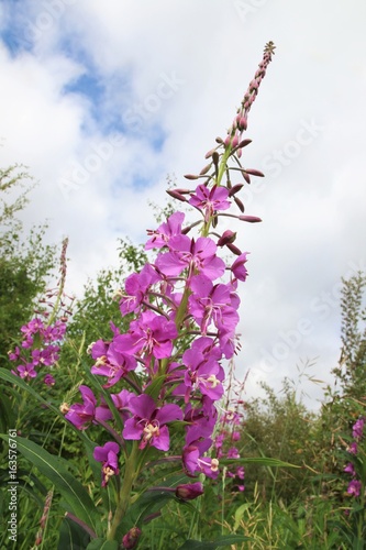 Single Fireweed at Creamers Field
