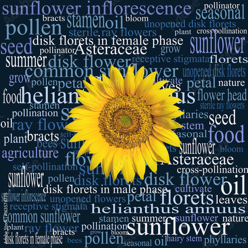 Sunflower head on a word cloud full of botanical terms, expressions, and syntagmas relating to that particular part of a sunflower plant, and to the common sunflower in general.    photo