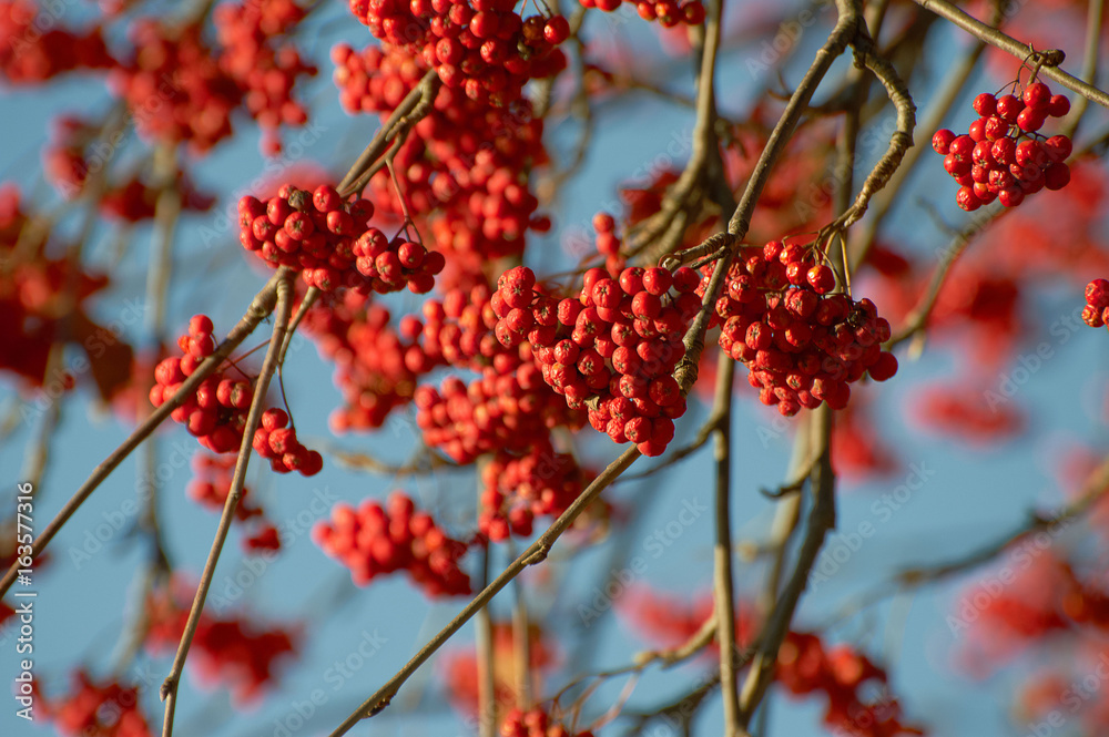 Branches of wild ash with red ashberries Branches of wild ash with red ashberries
