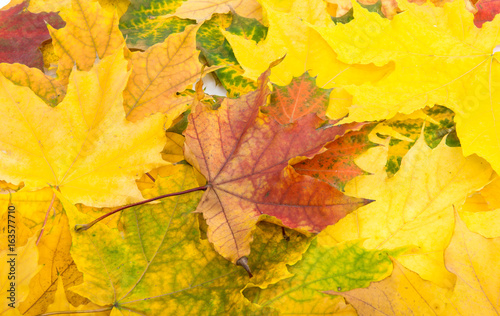 Background of yellow autumn leaves