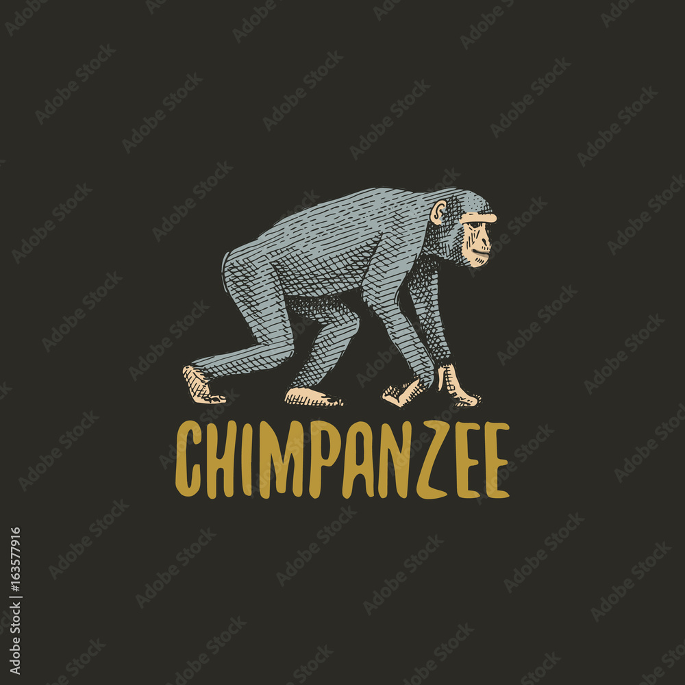 chimpanzee engraved hand drawn in old sketch style, vintage animals. Monkey, ape or primate logo or emblems, retro label and badge. chimpanzee engraved hand drawn in old sketch style, vintage animals. Monkey, ape or primate logo or emblems, retro label and badge.