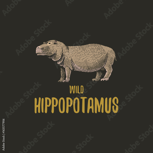 Wild Hippopotamus engraved hand drawn in old sketch style, vintage animals. logo or emblems, retro label and badge.