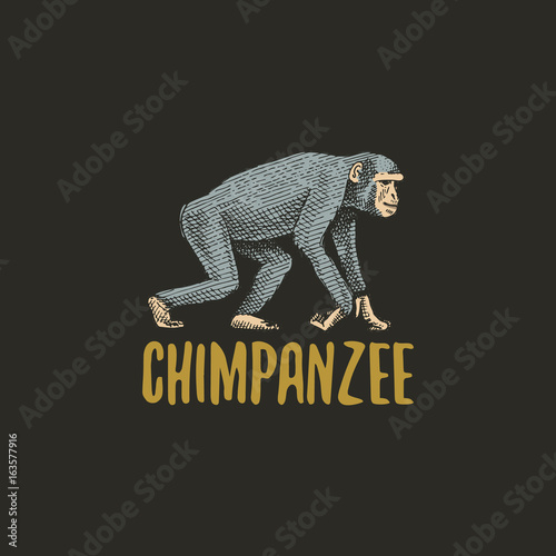 chimpanzee engraved hand drawn in old sketch style, vintage animals. Monkey, ape or primate logo or emblems, retro label and badge.