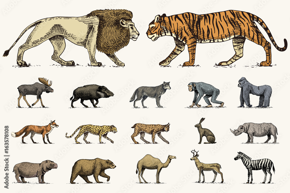 gorilla, moose or eurasian elk, camel and deer, rhinoceros. hare, wolf and bear with lion and tiger engraved hand drawn in old sketch style. set vintage wild animals from the world. side view. gorilla, moose or eurasian elk, camel and deer, rhinoceros. hare, wolf and bear with lion and tiger engraved hand drawn in old sketch style. set vintage wild animals from the world. side view.