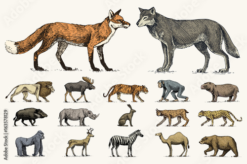 gorilla, moose or eurasian elk, camel and deer, rhinoceros. hare, wolf and bear with lion and tiger engraved hand drawn in old sketch style. set vintage wild animals from the world. side view.