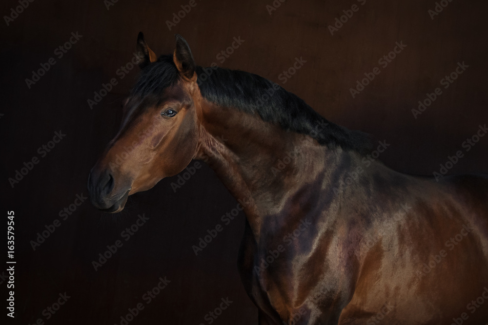 Fototapeta premium Bay horse on dark background isolated