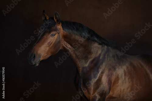 Fototapeta Naklejka Na Ścianę i Meble -  Bay horse on dark background isolated