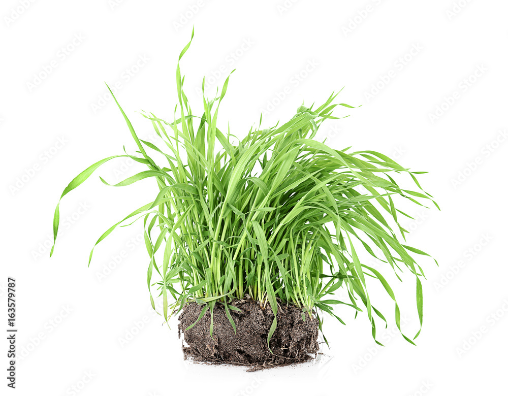 Green grass on white background