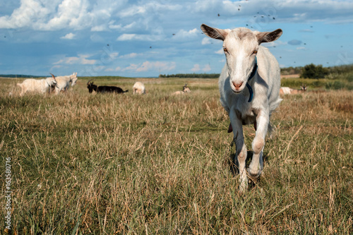 Fototapeta Naklejka Na Ścianę i Meble -  A goat grazes in a meadow