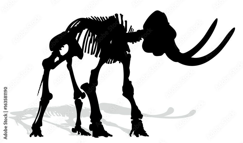 Fototapeta premium Skeleton of mammoth. 