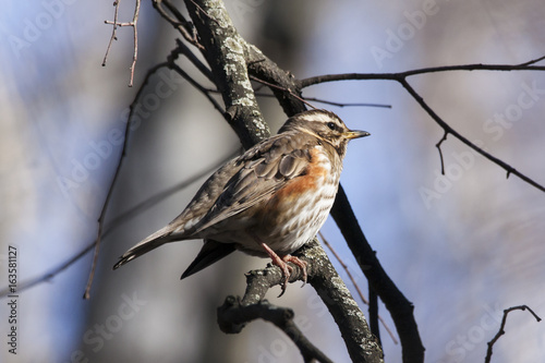 Redwing sitting on branch of tree. Beautiful thrush with orange sides and white eyebrows. Bird in wildlife.
