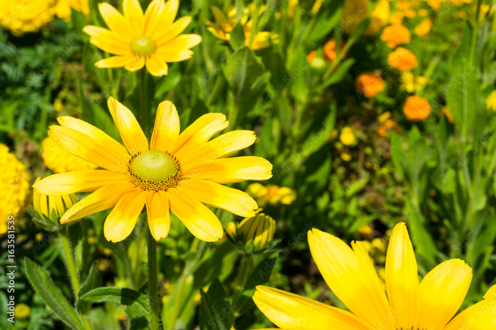 Gelbe Strauchmargeriten im Sonnenlicht Gelbe Strauchmargeriten im Sonnenlicht