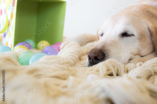 Labrador with easter eggs