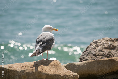California Coast Seagull
