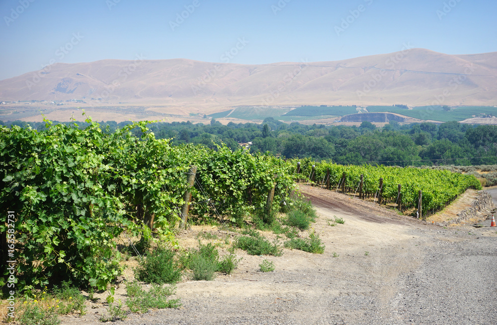 Eastern Washington vineyards with hills in background