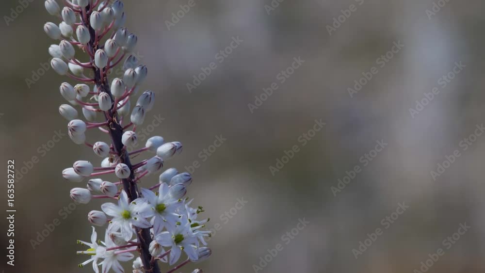 Detail Of A Mediterranean Wildflower Sea Squill Drimia Maritima In Late Summer Detail Of A Mediterranean Wildflower Sea Squill Drimia Maritima In Late Summer