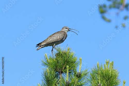 Numenius phaeopus. Whimbrel in the summer on a tree in Siberia photo