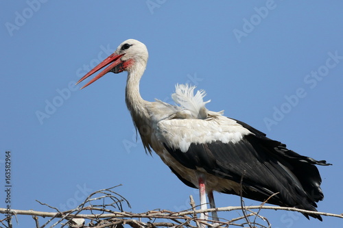White Stork in nest, ciconia ciconia 