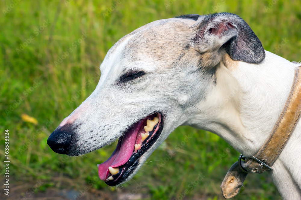 Portrait of a dog of the breed English greyhound