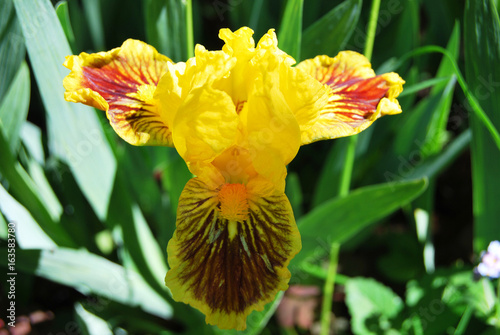 Iris, yellow with tiger pattern miniature in macro